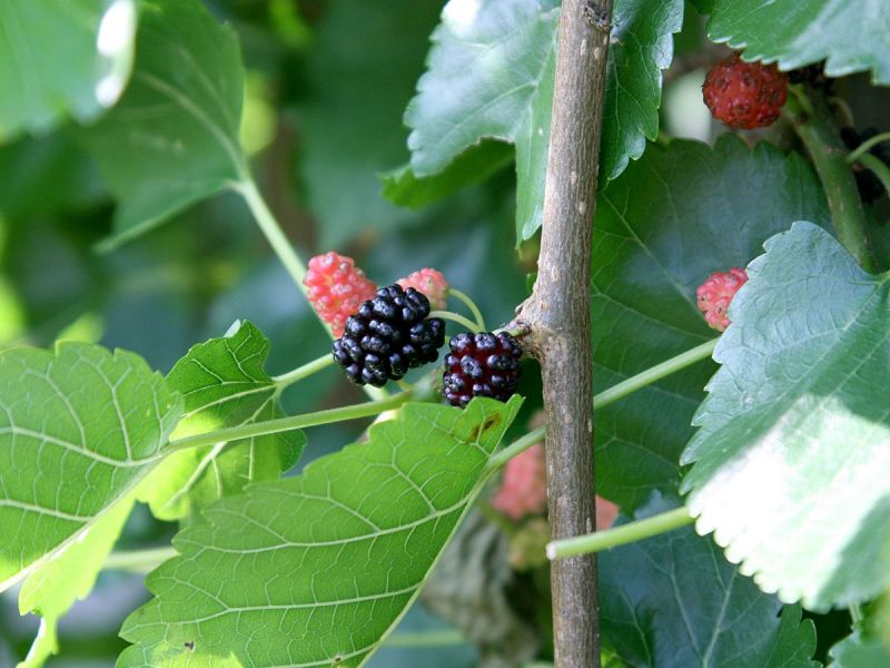 Weisser Maulbeerbaum, Morus alba Hauenstein AG