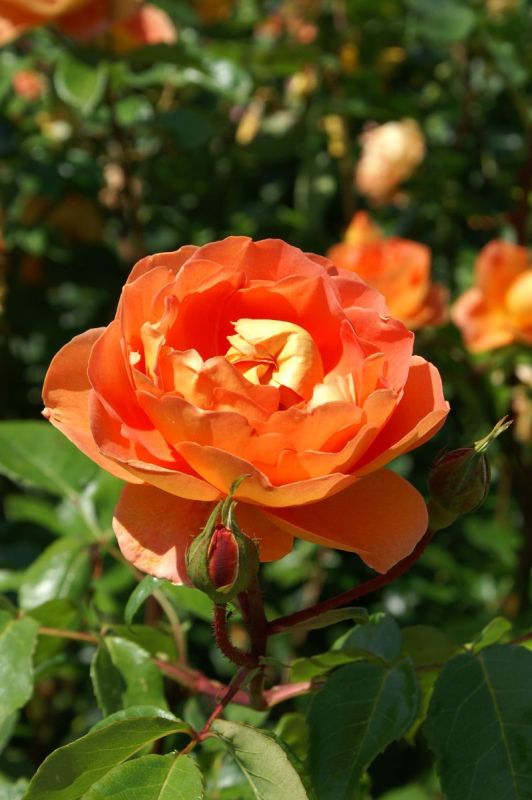 Pat Austin® Romantische Rose (Englische Rose, sehr starker Duft)