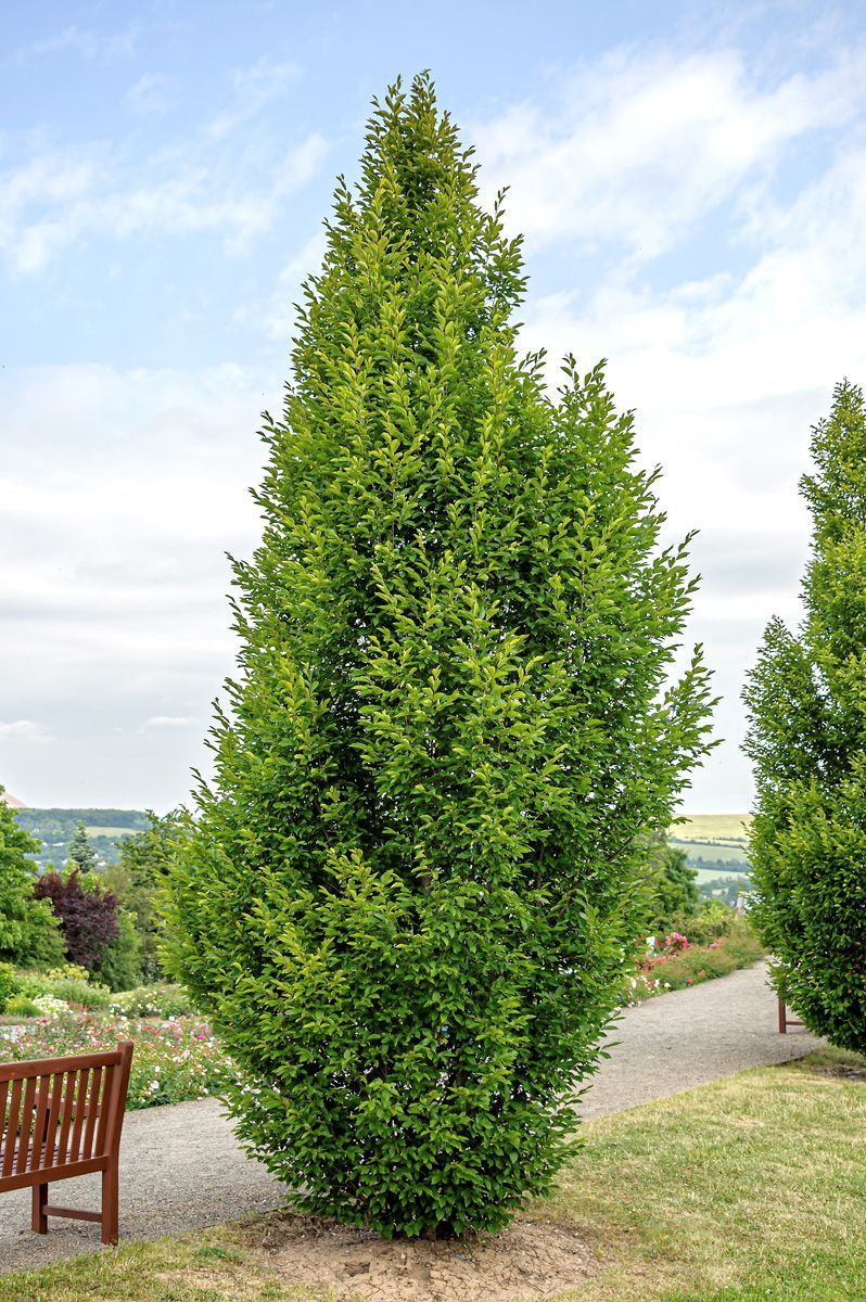 s-ulenhainbuche-fastigiata-carpinus-betulus-fastigiata-hauenstein-ag