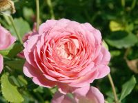 Jubilée Celebration® Romantische Rose (Englische Rose, anspruchslos, sehr starker Duft)