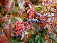 Jungfernrebe, Wilder Wein Jungfernrebe, Wilder Wein