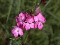 Karthäusernelke Karthäusernelke