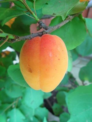 Goldrich Aprikose (anspruchslos), Prunus Goldrich | Hauenstein AG