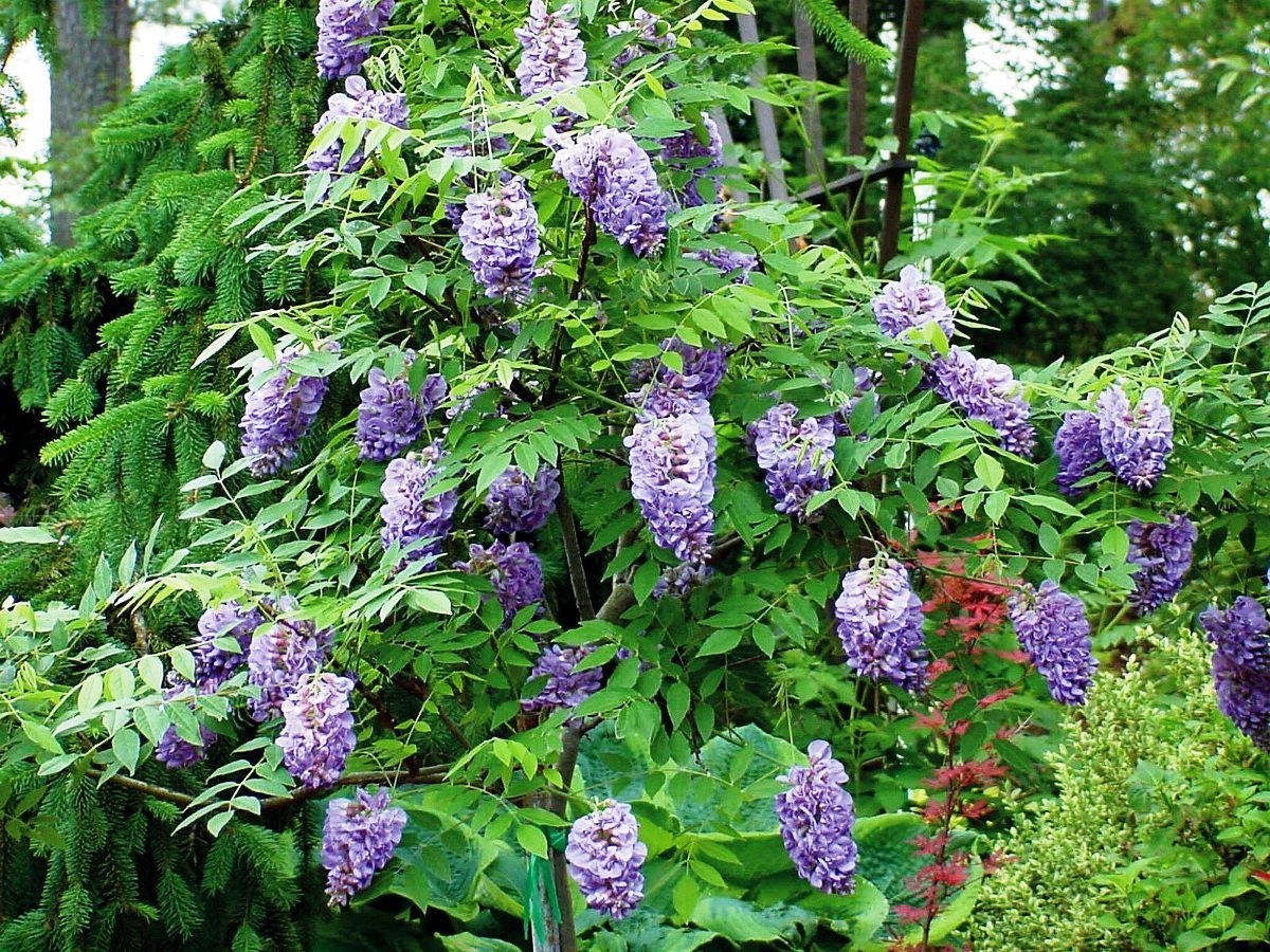 Blauregen Amethyst Falls