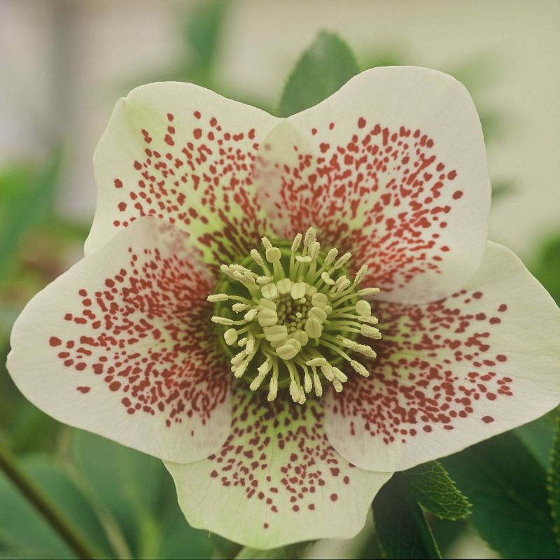 Lenzrose White Spotted, Helleborus orientalis White Spotted Hauenstein AG