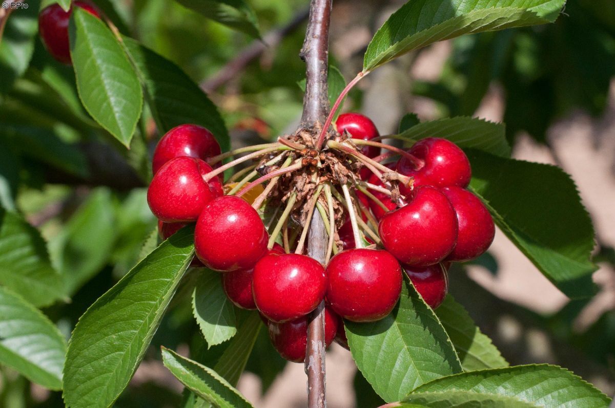 Bigarreau Burlat Kirsche, Prunus Bigarreau Burlat Hauenstein AG