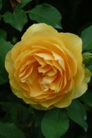 Graham Thomas® Romantische Rose (Englische Rose, leichter Duft)