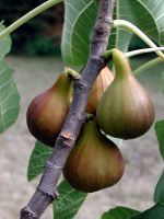 Violetta® Feigenbaum, Bayernfeige (anspruchslos, Ficus carica)