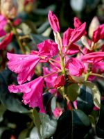 Rhododendron August Lamken