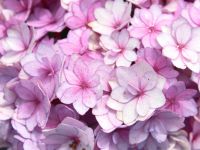 Gartenhortensie Together®