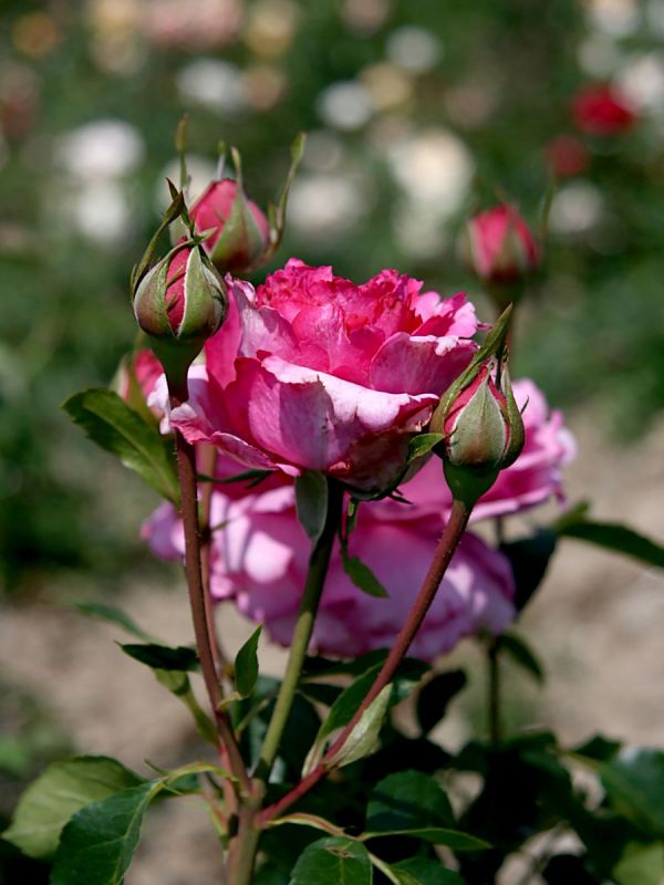 Yves Piaget® Romantische Rose (Romantica®-Rose, anspruchslos, sehr starker Duft)