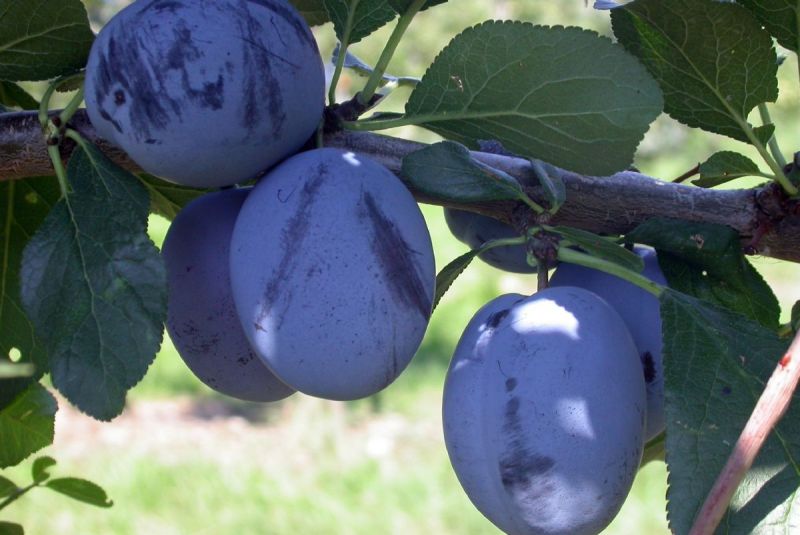 Cacaks Schöne Zwetschge (anspruchslos), Prunus Cacaks Schöne