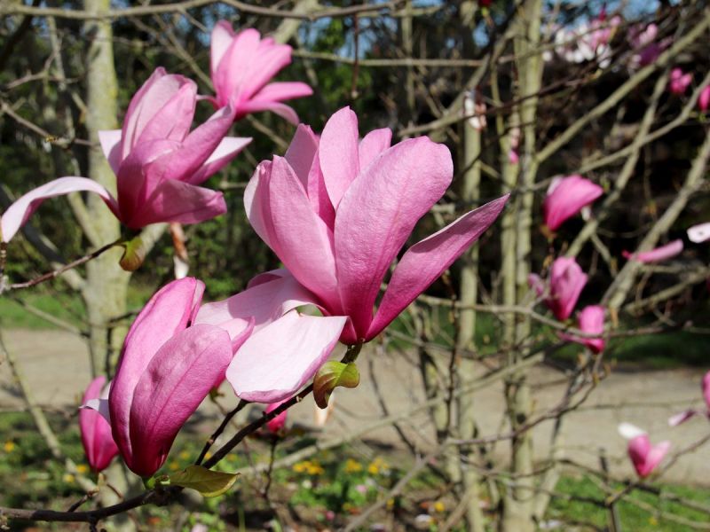 Magnolie Galaxy Magnolie Galaxy