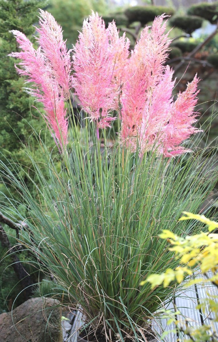 Rosa Pampasgras Rosea, Cortaderia selloana Rosea Hauenstein AG