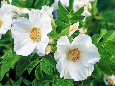 Rosa rugosa Alba Strauchrose/Wildrose (anspruchslos, leichter Duft, Hagebutten)