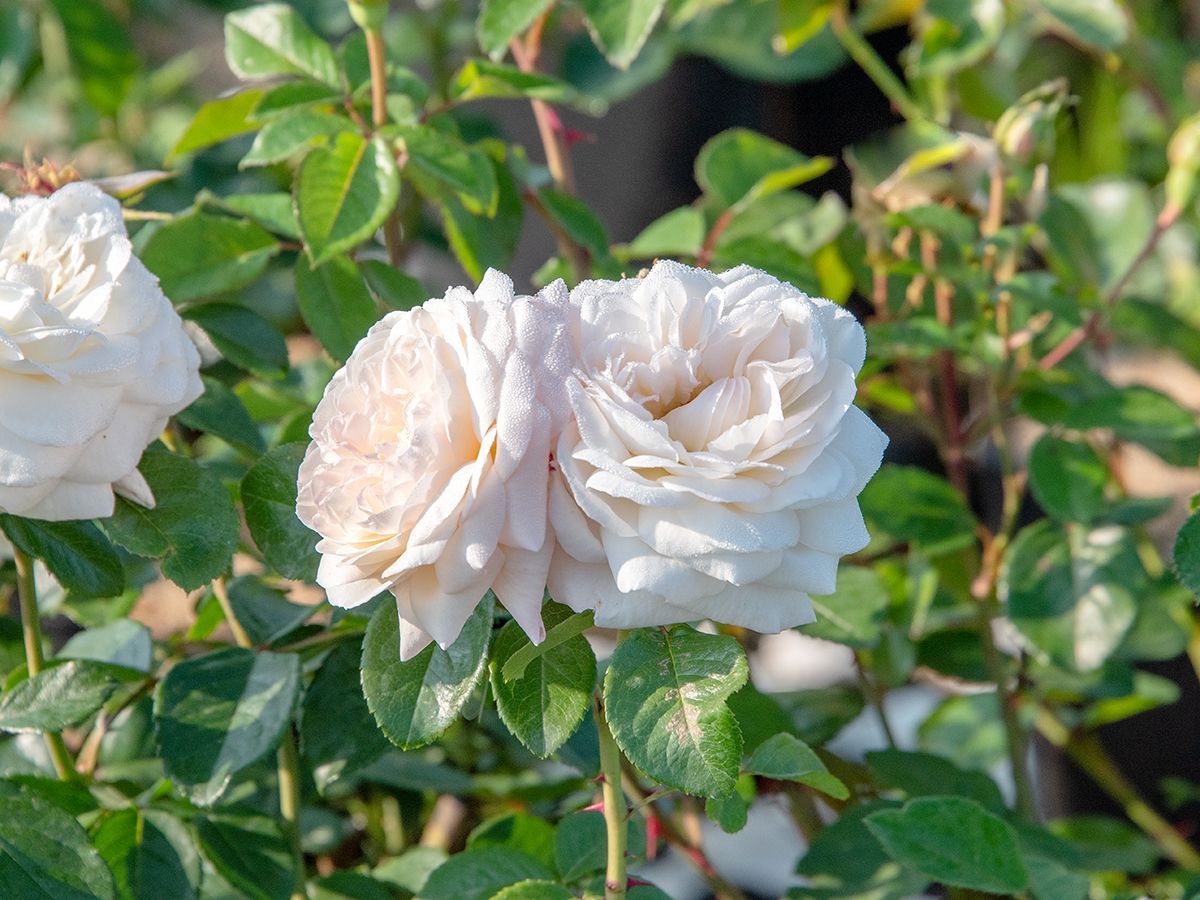 White Gold® Strauchrose (öfter blühend, anspruchslos, starker Duft)