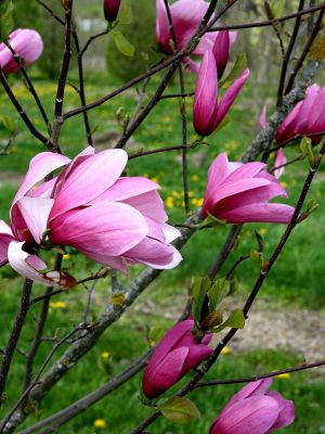Magnolie Galaxy Magnolie Galaxy