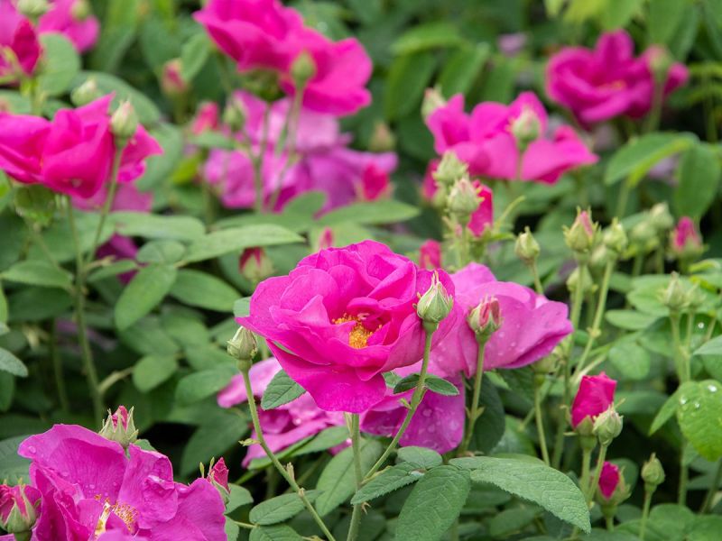 Rosa gallica Officinalis Strauchrose/Historische Rose («Apothekerrose», anspruchslos, leichter Duft)