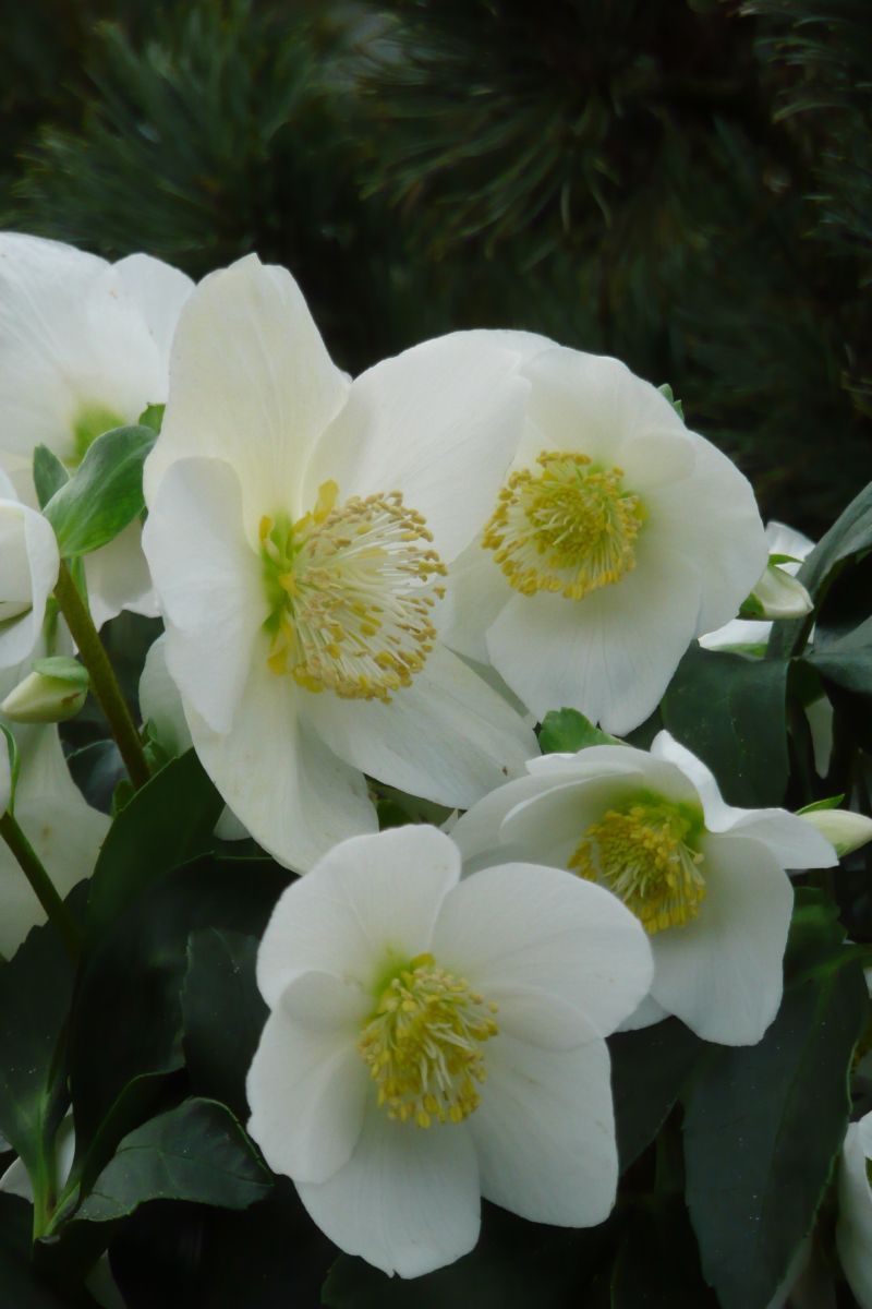 Schwarze Nieswurz, Christrose, Melampuskraut,, Helleborus niger