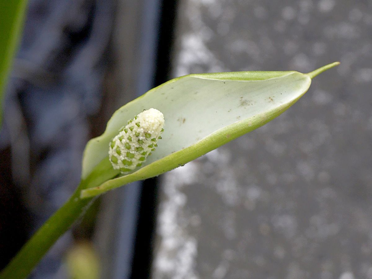 Sumpfkalla, Schlangenwurz, Calla palustris Hauenstein AG