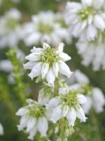 Grauheide Alba Major