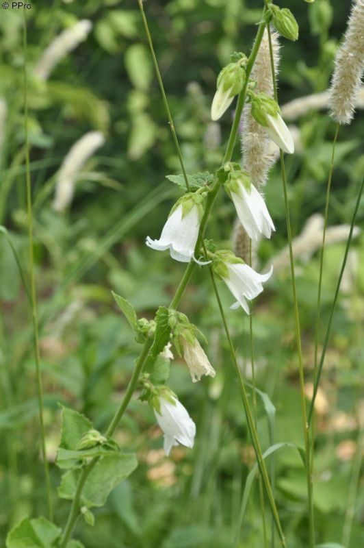 Knoblauchrauken Glockenblume