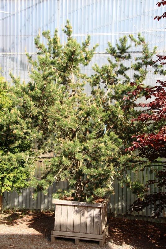 Strauchkiefer Kimmerholz, Pinus banksiana Kimmerholz Hauenstein AG