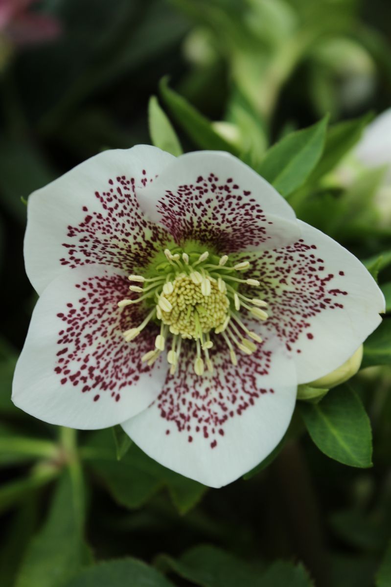 Lenzrose White Lady Spotted, Helleborus orientalis White Lady Spotted
