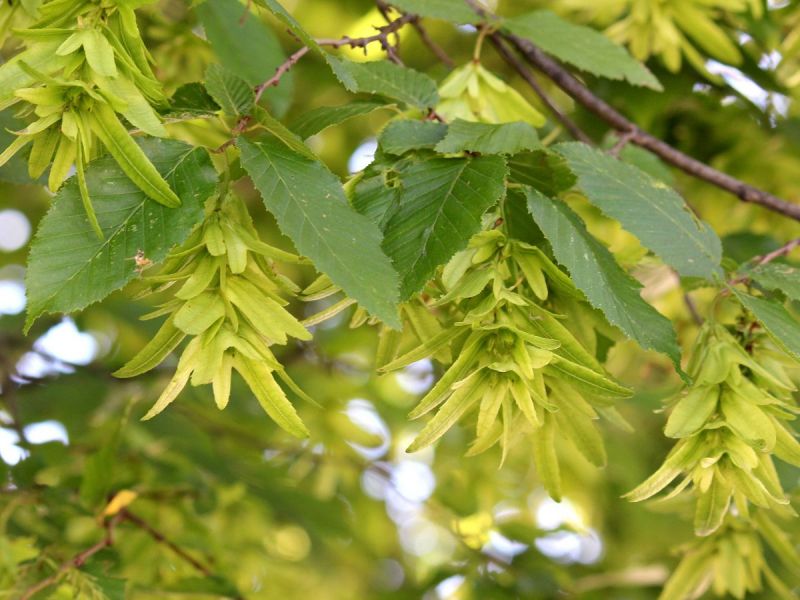 Hainbuche Hainbuche