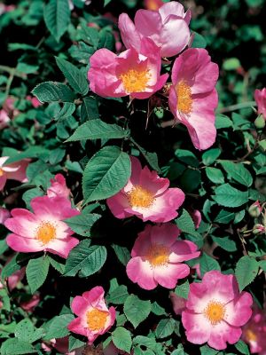Rosa gallica Rafzerfeld Kleinstrauchrose (Selektion dieser Wildrose, anspruchslos, leichter Duft, Hagebutten)