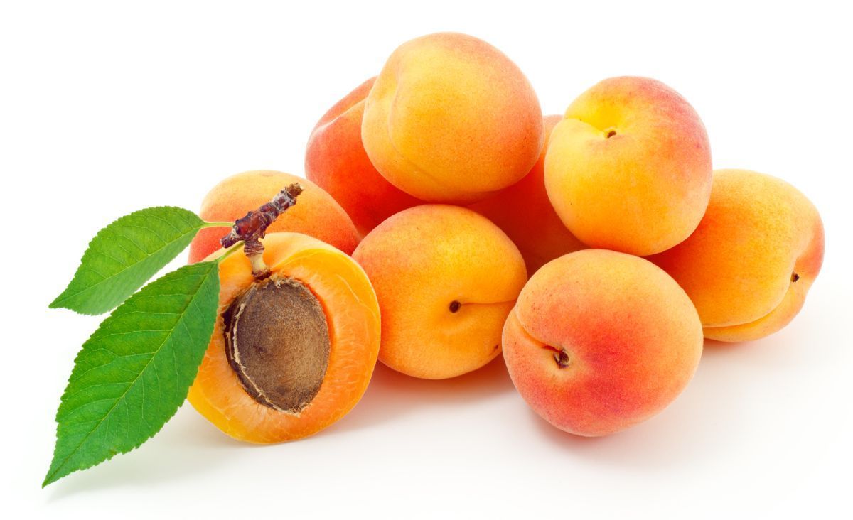 Holub\'s Zuckeraprikose, Prunus Holub\'s Zuckeraprikose | Hauenstein AG | Obstbäume & Gemüsepflanzen