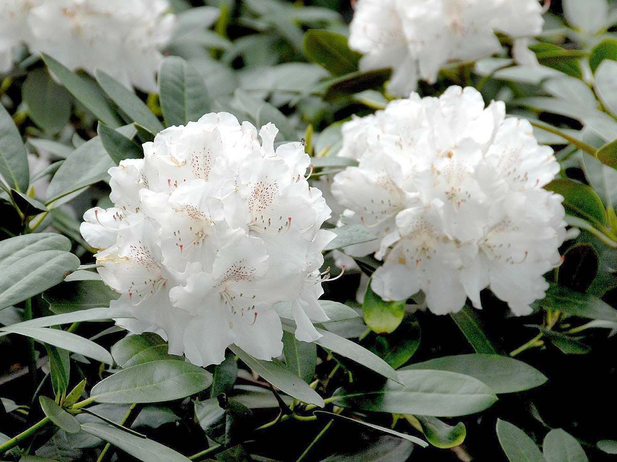 Rhododendron Schneekrone