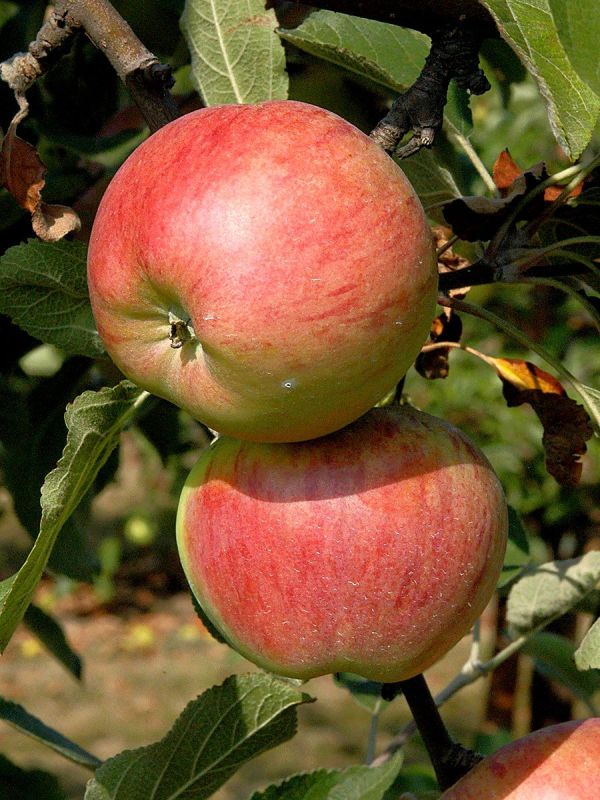 Cox Orange (Kummer) Apfel