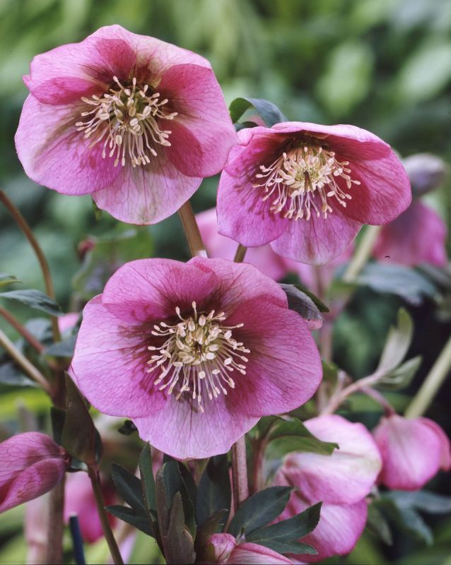 Lenzrose Pink Lady, Helleborus orientalis Pink Lady Hauenstein AG