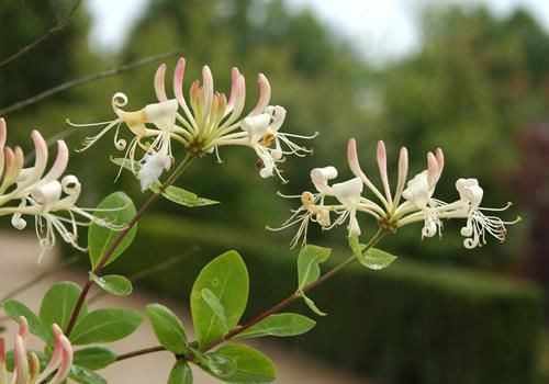 Waldgeissblatt, Lonicera perclymenum Hauenstein AG