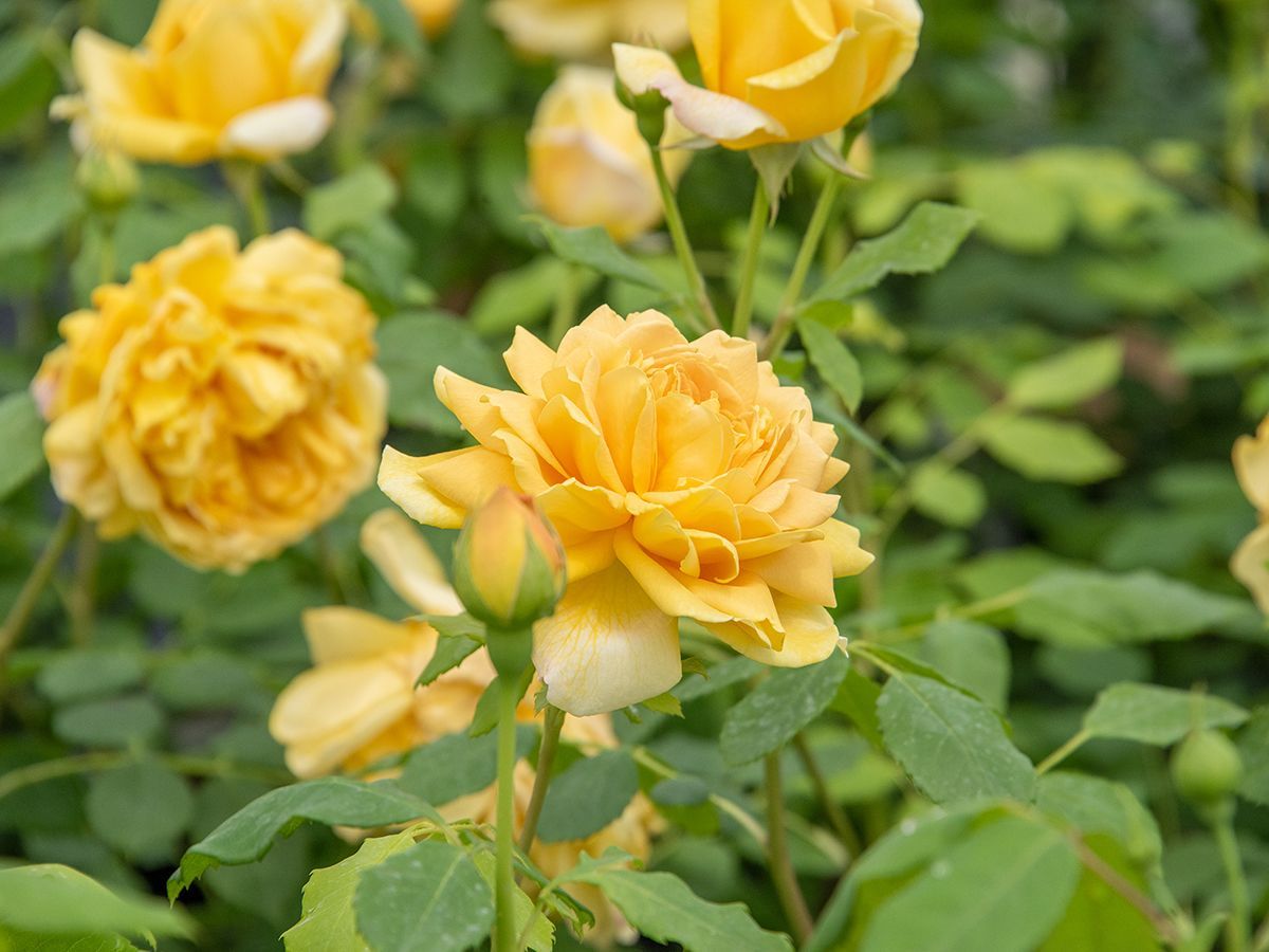 Golden Celebration® Romantische Rose (Englische Rose, starker Duft)