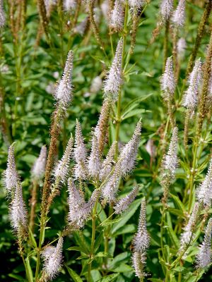 Virginischer Ehrenpreis Pink Glow, Veronicastrum virginicum Pink Glow