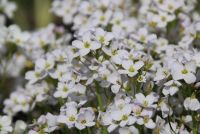 Wiesenschaumkraut, Pfingstblume, Kälberkes Wiesenschaumkraut, Pfingstblume, Kälberkes