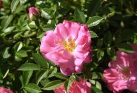 Ferdy® Strauchrose/ Flächendeckende Rose (anspruchslos) Ferdy® Strauchrose/ Flächendeckende Rose (anspruchslos)
