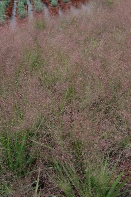 Liebesgras Purple Love Grass