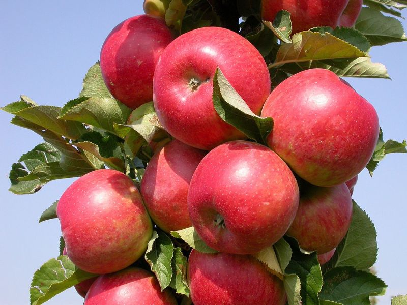 Rondo® Apfel Säulenapfel (anspruchslos, schorfresistent), Malus Rondo® |  Hauenstein AG