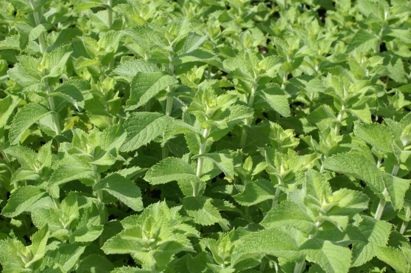 Apfelminze Apfel, Mentha rotundifolia Apfel | Hauenstein AG