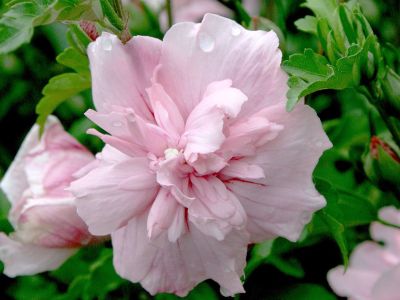 Hibiskus Pink Chiffon®