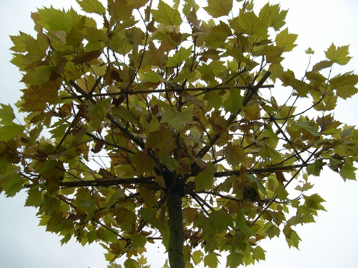 Dachplatane, Platanus hispanica Dachform | Hauenstein AG