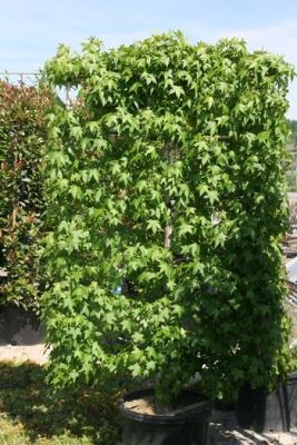 Amberbaum Spalierform, Liquidambar styraciflua Spalierform Hauenstein AG