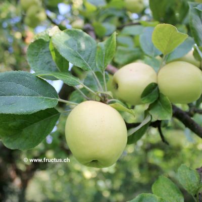 Rhapsodie® Apfel Säulenapfel (anspruchslos, schorfresistent), Malus  Rhapsodie® | Hauenstein AG
