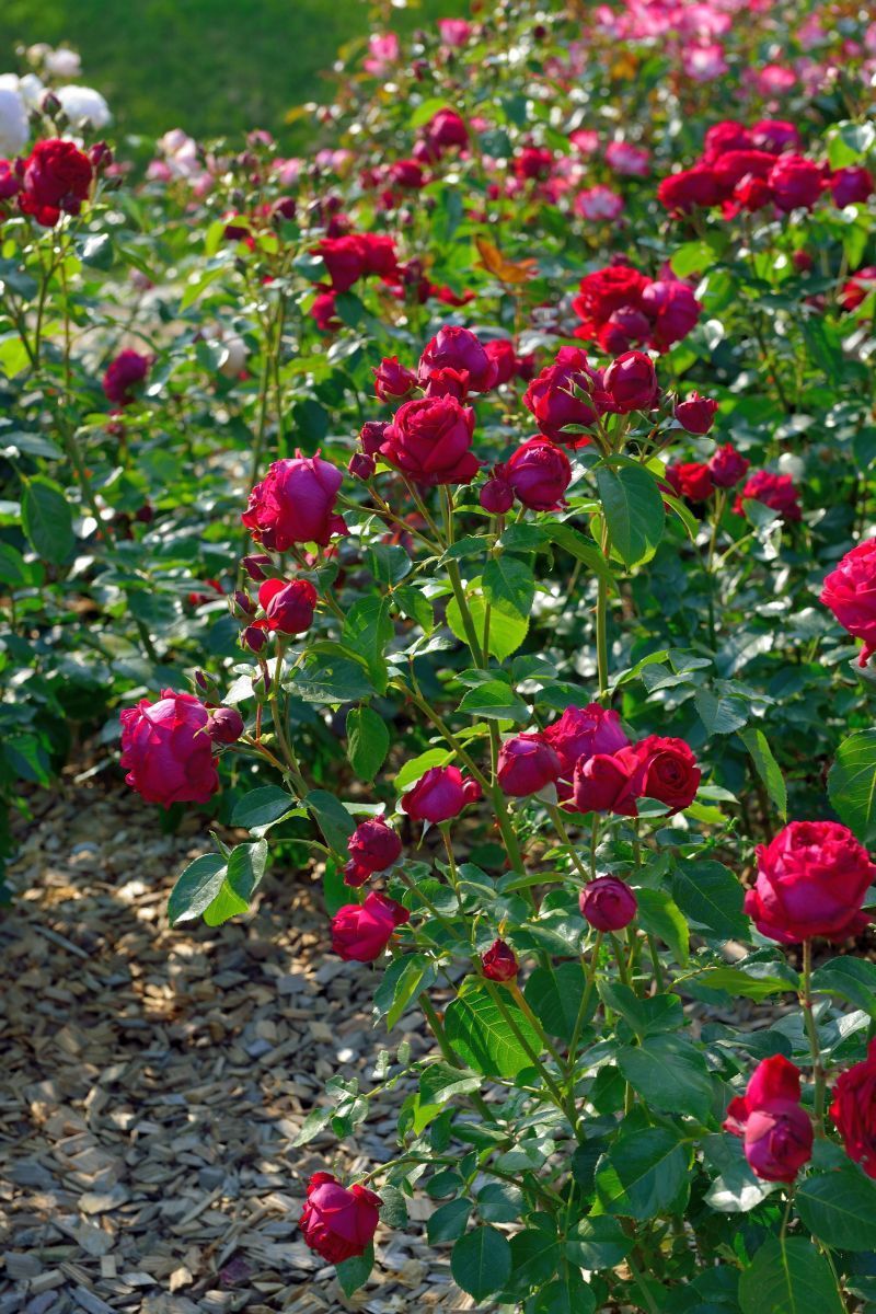 Red Eden Rose® Kletterrose (anspruchslos, starker Duft), Rosa Red Eden