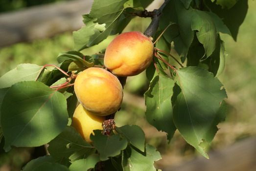 AG Aprikose | Prunus Hauenstein (anspruchslos), Goldrich Goldrich