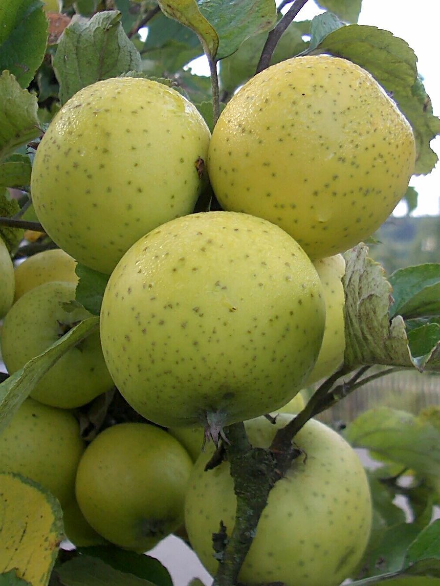Sonate® Apfel Säulenapfel (anspruchslos, schorfresistent), Malus Sonate® |  Hauenstein AG | Obstbäume & Gemüsepflanzen