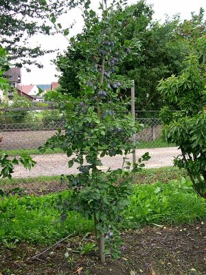 Fruca Säulenzwetschge (anspruchslos), Prunus Fruca Hauenstein AG